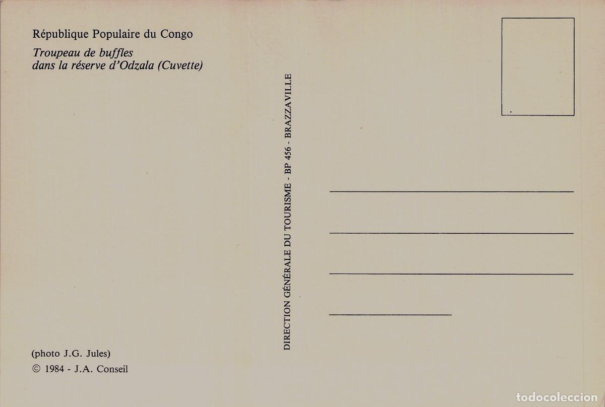 Postales: Postal de B&uacute;falos en la Reserva de Odzala, Rep&uacute;blica del Congo - Foto 2