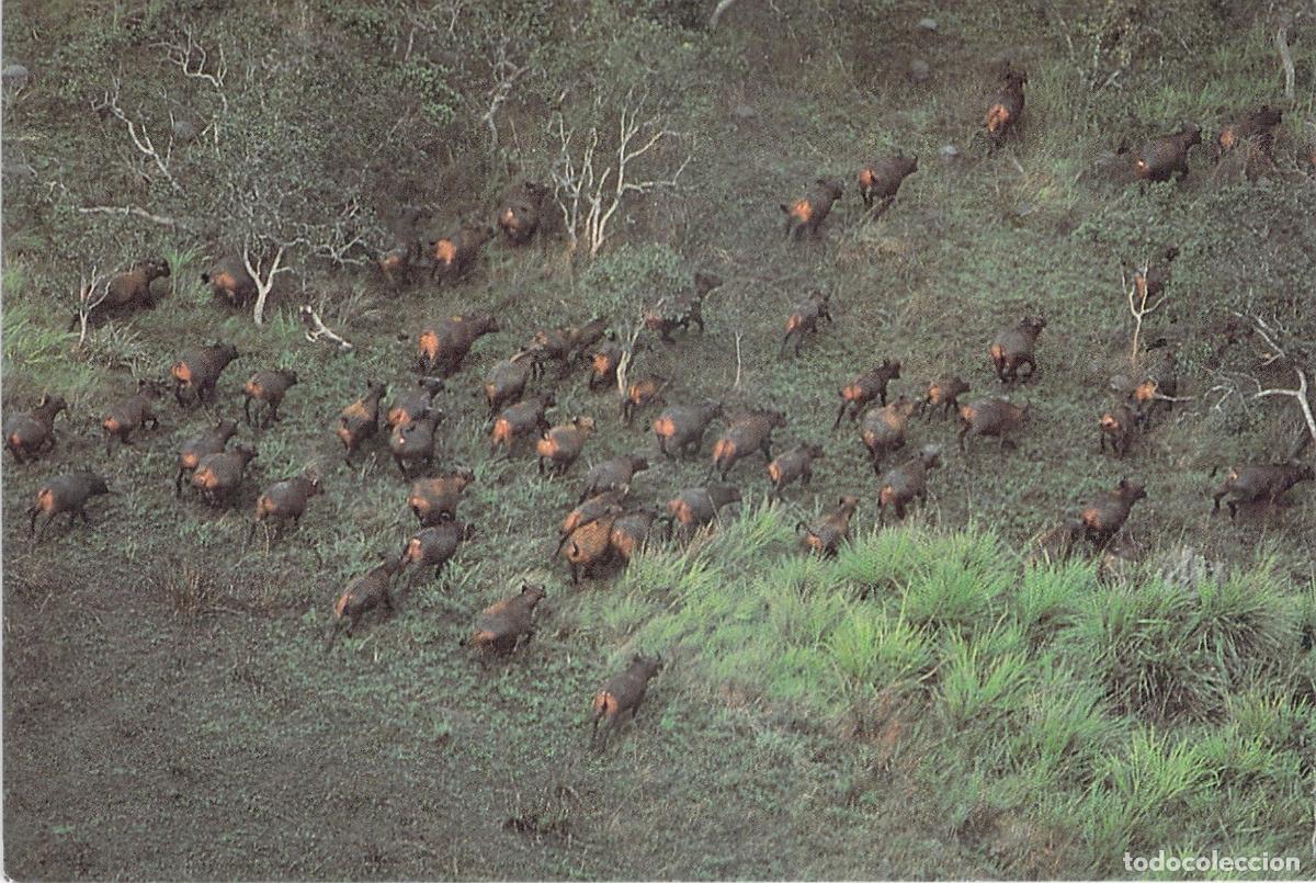 Postcards: Postal de B&uacute;falos en la Reserva de Odzala, Rep&uacute;blica del Congo