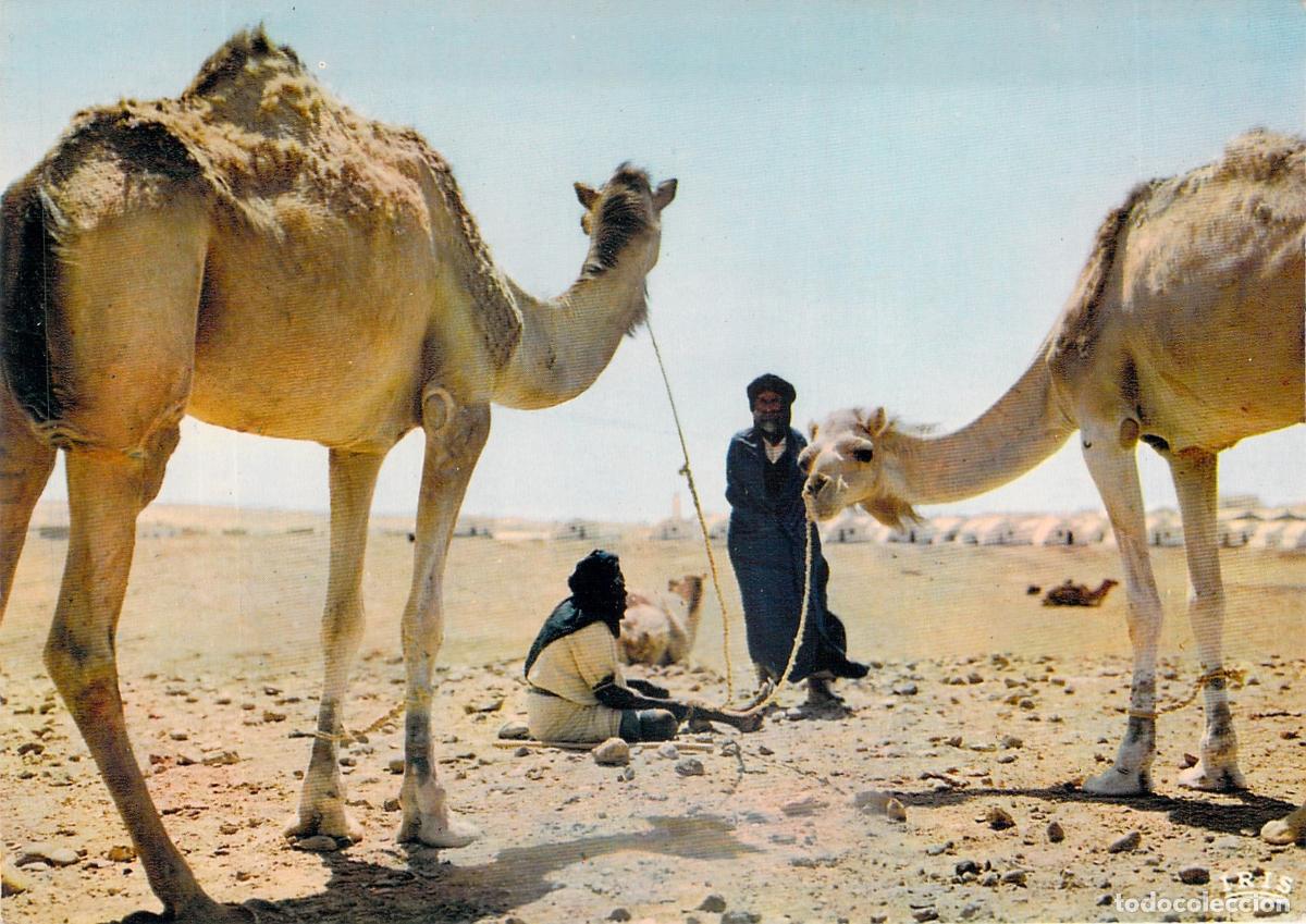 Cartoline: Postal Mercado de Camellos en El Aai&uacute;n Sahara Espa&ntilde;ol
