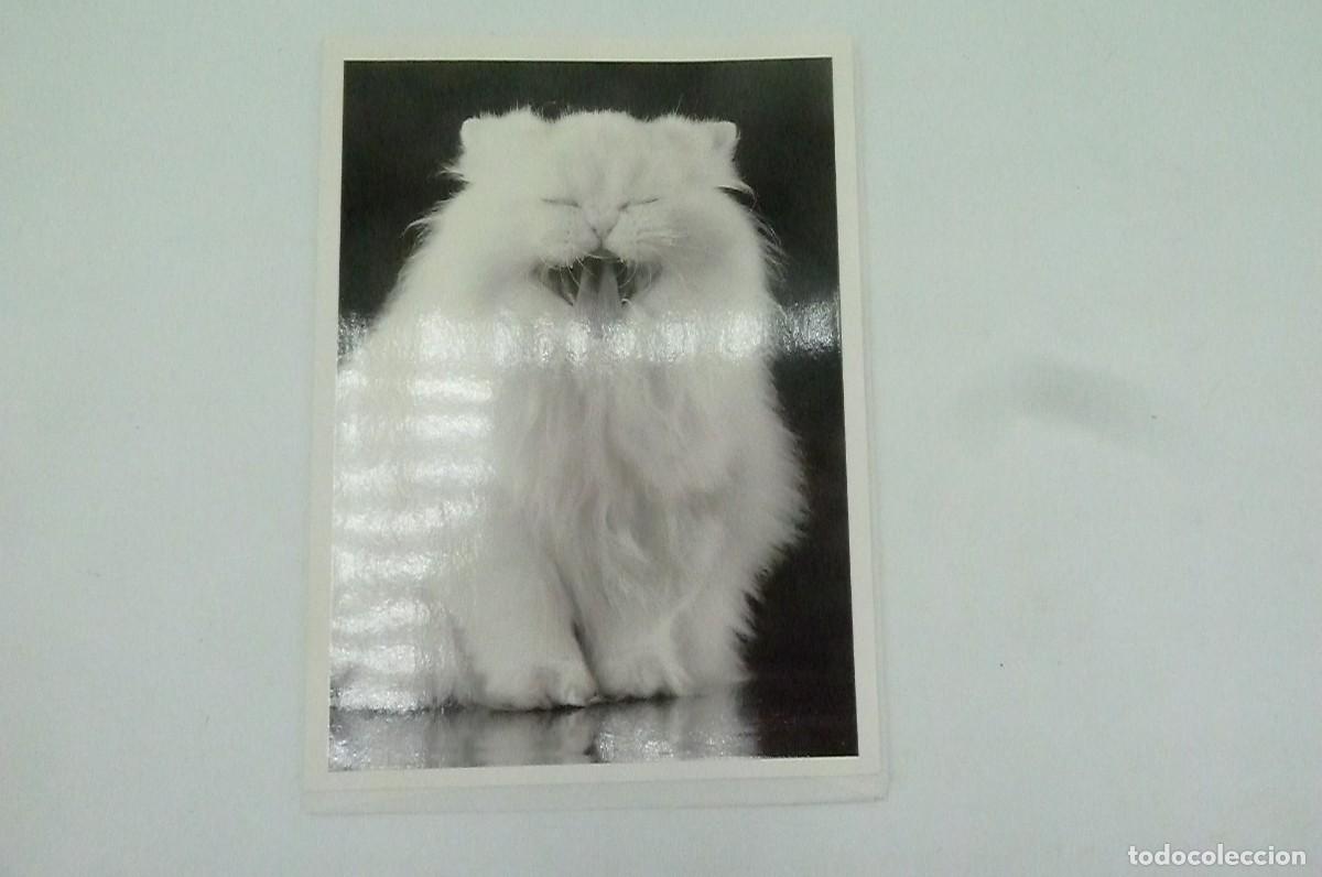 Cartoline: Gato maullando. Humour a la carte.