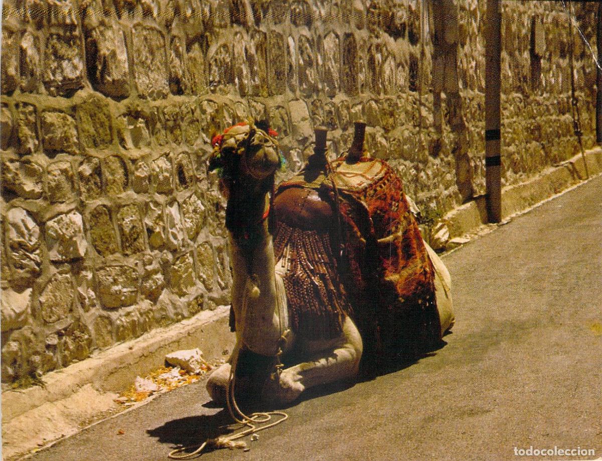 Postales: Postal de Camello con Silla Tradicional en Jerusal&eacute;n - Foto 1