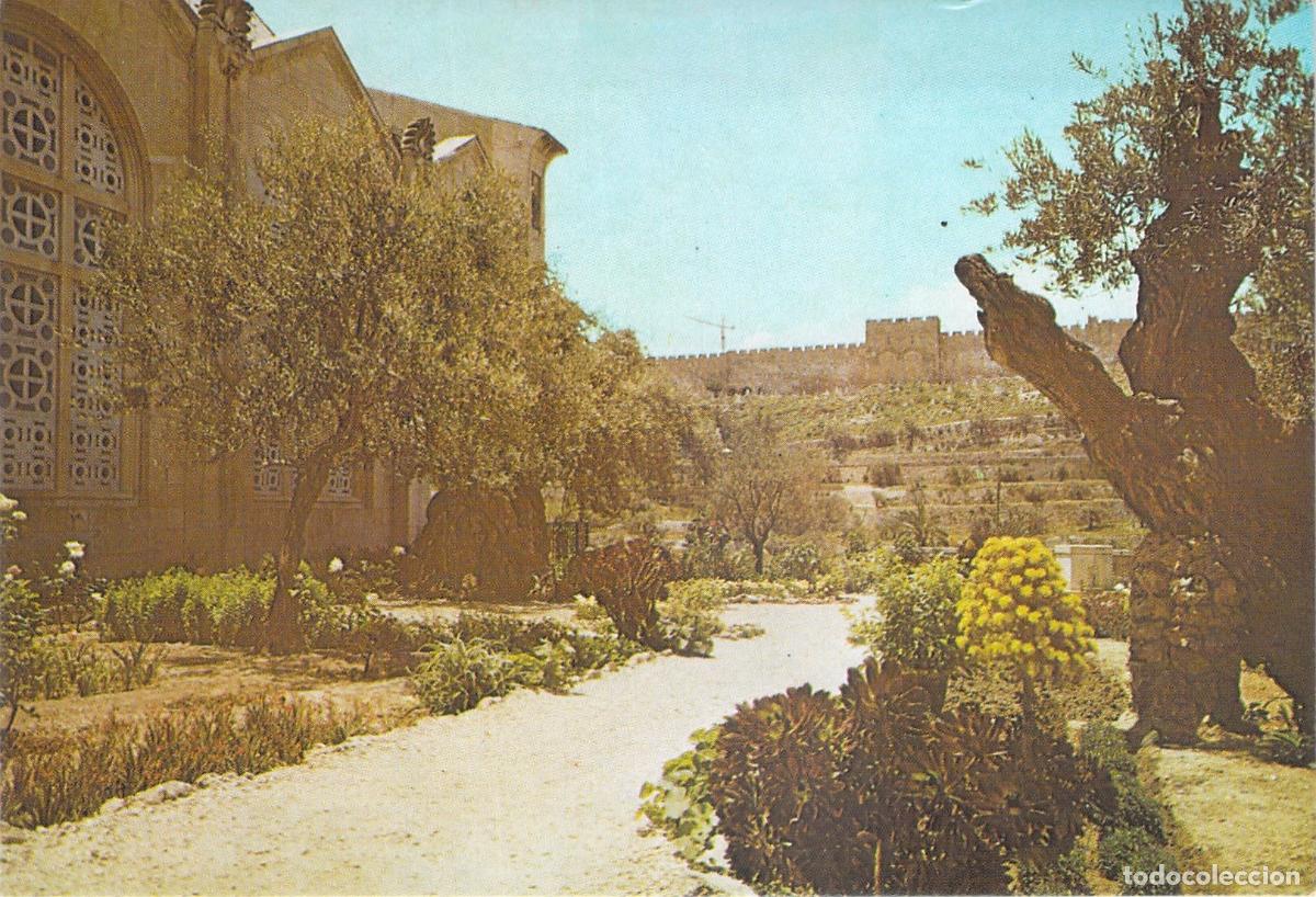 Postales: Postal Jard&iacute;n de Getseman&iacute; y Olivos Centenarios en Jerusal&eacute;n