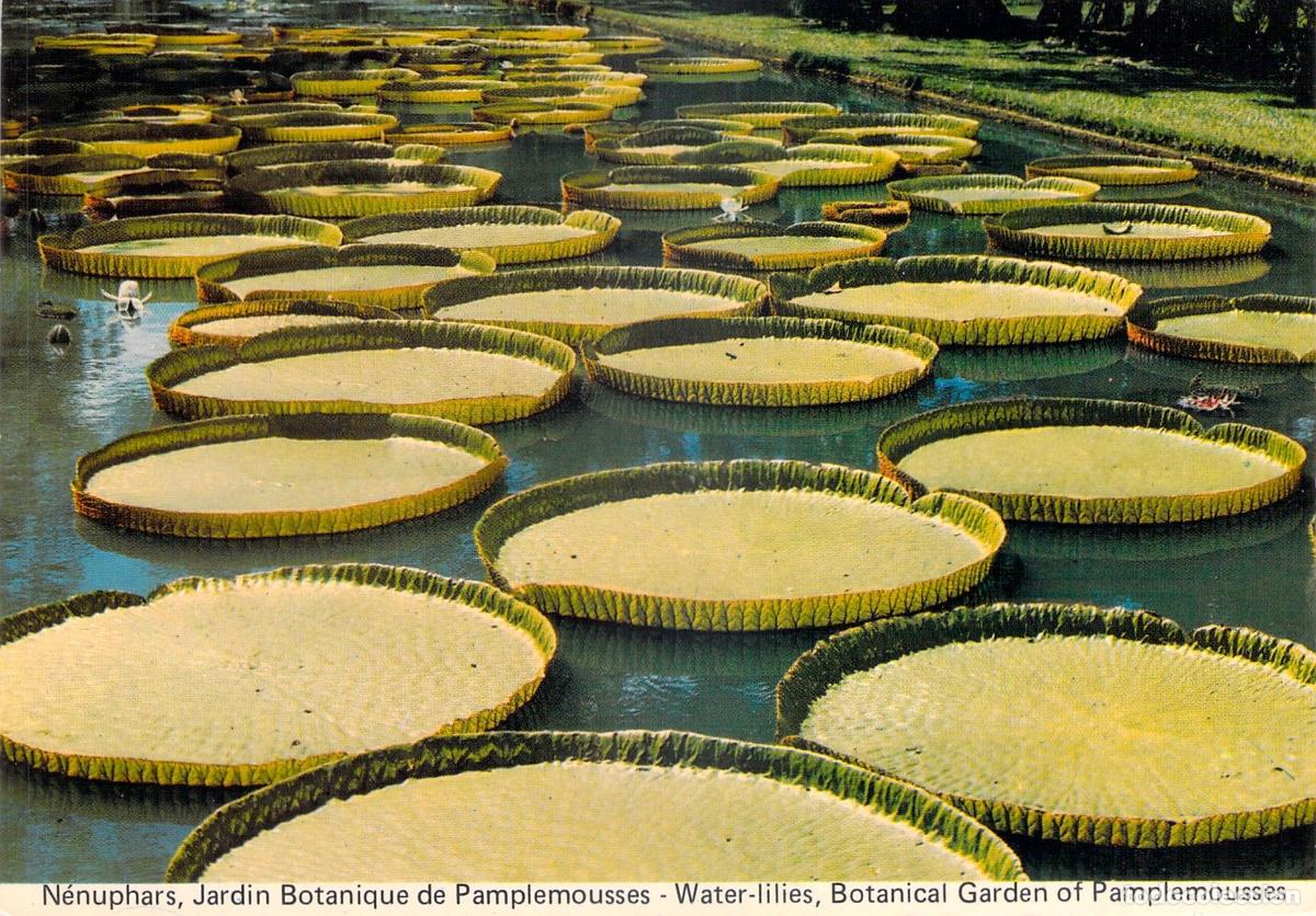 Postales: Postal Jard&iacute;n Bot&aacute;nico de Pamplemousses Mauricio Nen&uacute;fares Gigantes