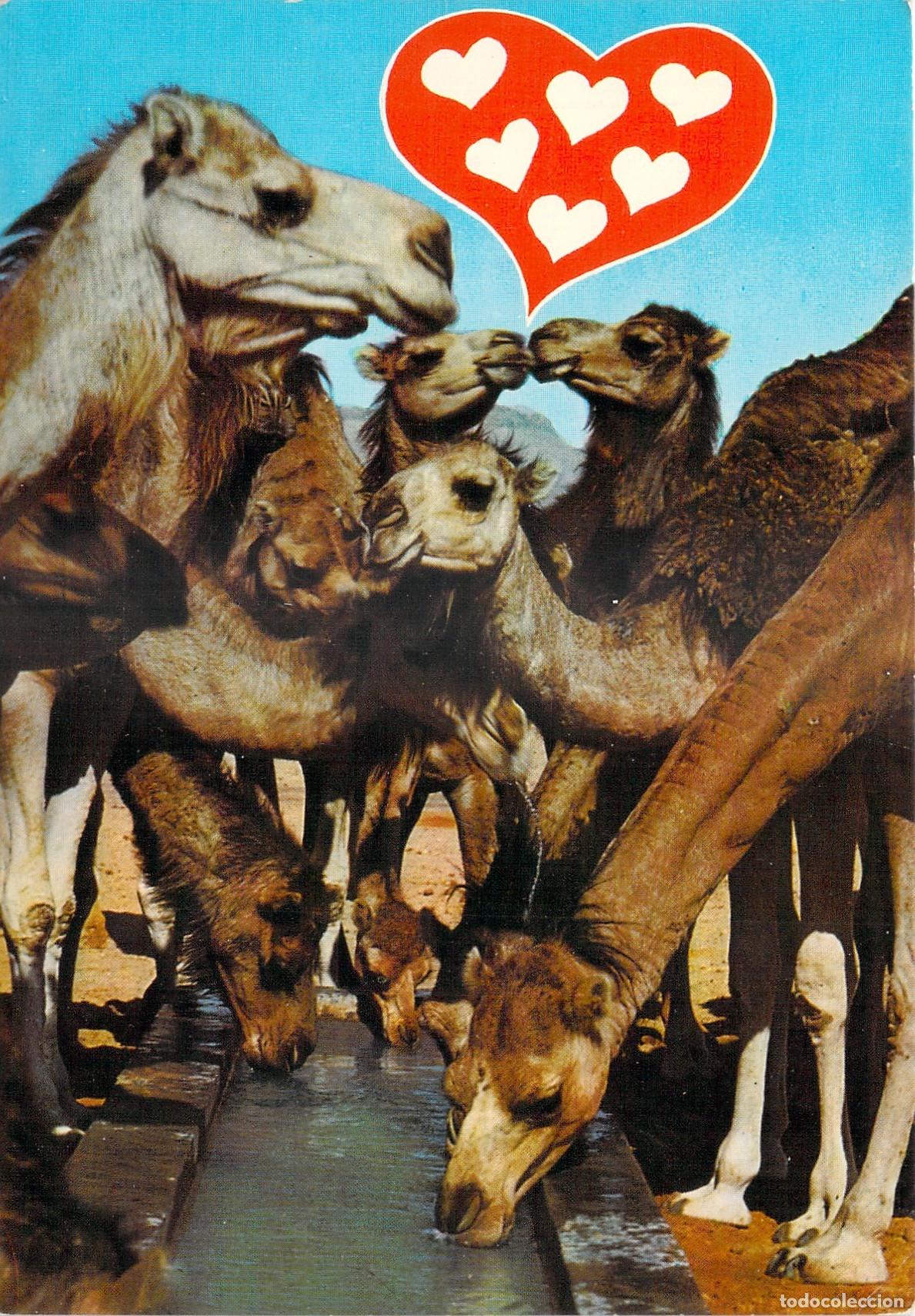 Postales: Postal de Humor con Camellos Bes&aacute;ndose - Recuerdos de T&uacute;nez