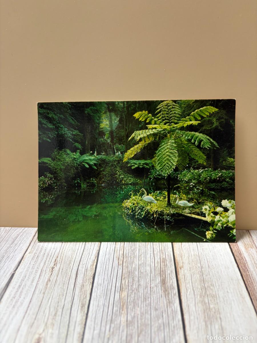 Postales: TARJETA POSTAL. JARD&Iacute;N TROPICAL. LAGO CON CISNES Y HELECHOS ARBORESCENTES. COLECCI&Oacute;N PERLA.