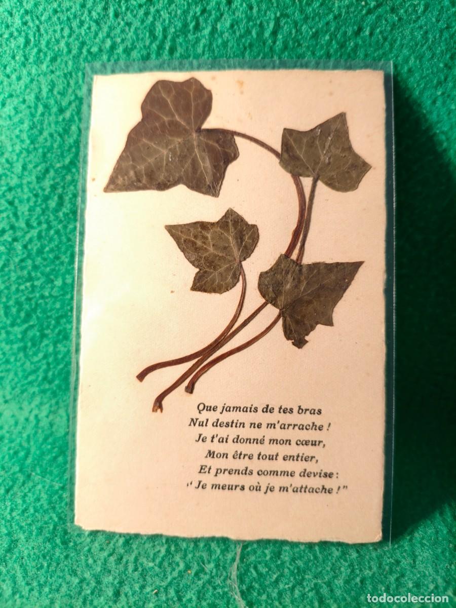 Postales: DOS ANTIGUAS POSTALES CON HOJAS DISECADAS. - Foto 2