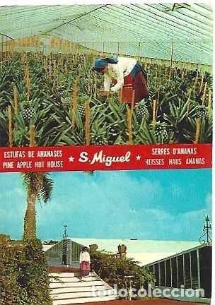 Postales: Portugal & Marcofilia, Azores, S&atilde;o Miguel, invernaderos de pi&ntilde;a, Multi, Funchal a Lisboa 1977 (776)