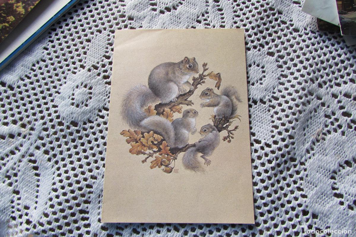 Postales: FELICITACION ARDILLAS ARIES DESIGN PRINTED IN ENGLAND