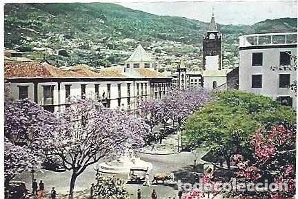 Postales: Portugal y Madeira, Las jacarandas en flor en el centro de la ciudad, de Funchal a Lisboa 1958 (67)