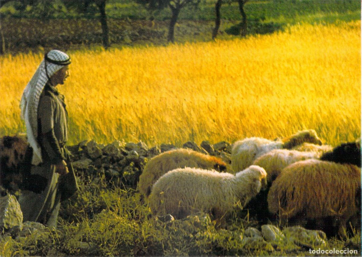 Postales: Postal Campo de los Pastores en Bel&eacute;n con Pastor y Ovejas