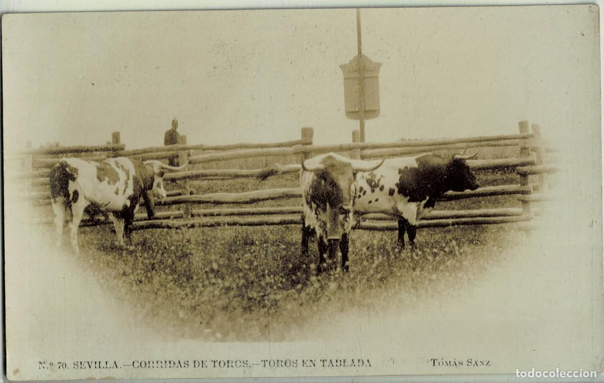 Postales: POSTAL TAURINA. SEVILLA. CORRIDAS DE TOROS. TOROS EN TABLADA N&ordm; 70. P-TOR-452