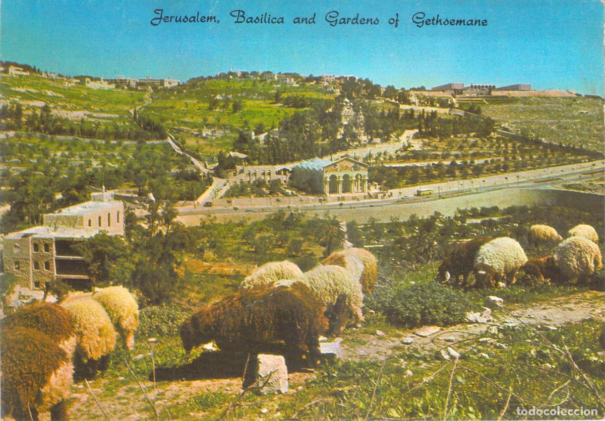 Postais: Postal de Jerusal&eacute;n Bas&iacute;lica y Jardines de Getseman&iacute; con Ovejas