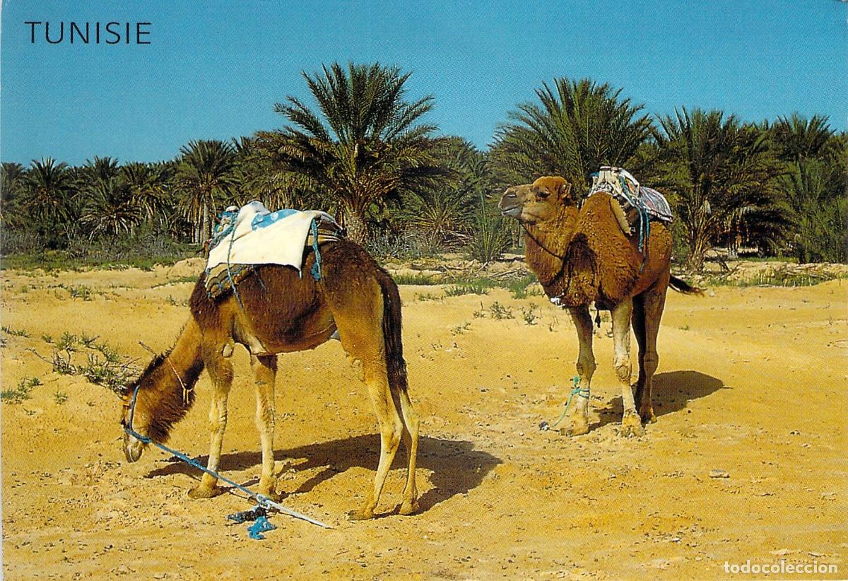 Postais: Postal de Dromedarios en el Desierto de T&uacute;nez