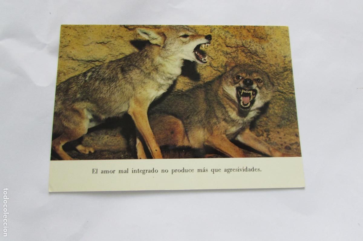 Postales: POSTAL LOBOS..EL AMOR MAL INTEGRADO NO PRODUCE MAS QUE AGRESIVIDADES..