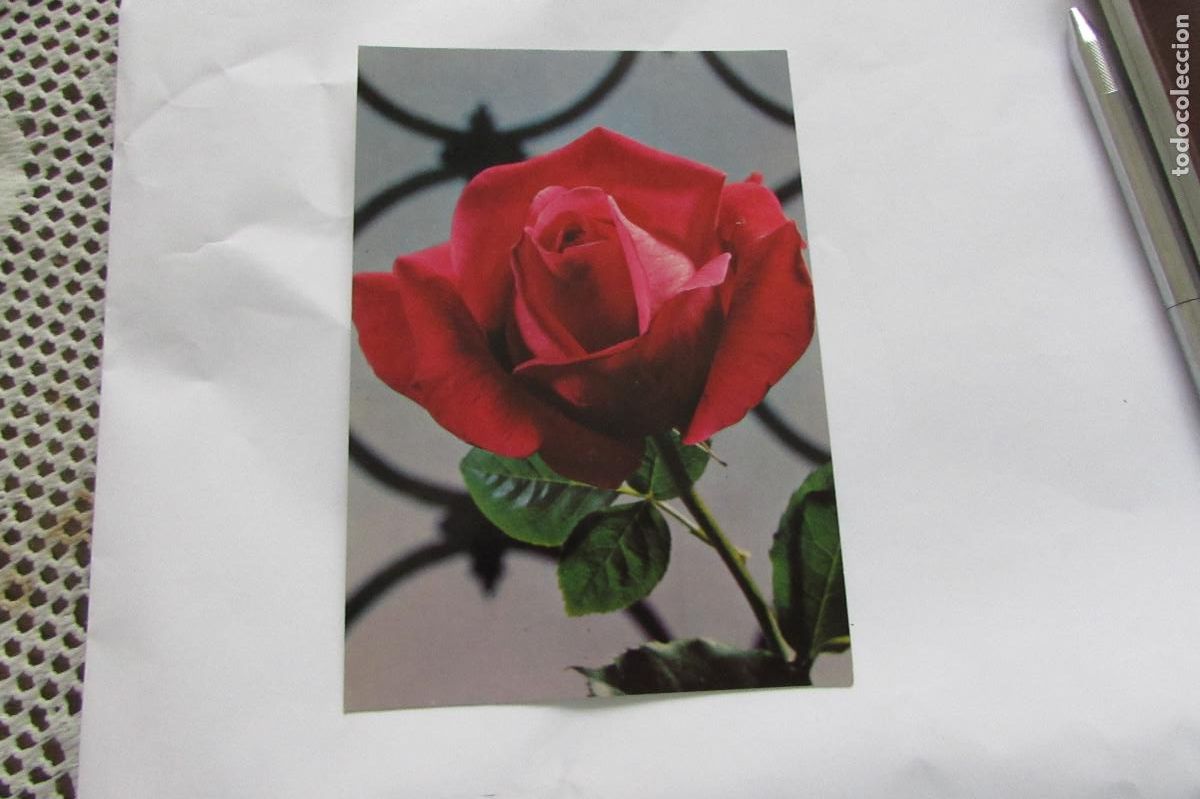 Postales: POSTAL ROSA ROJA BV P-20289-4 PRINTED IN SPAIN ESCRITA