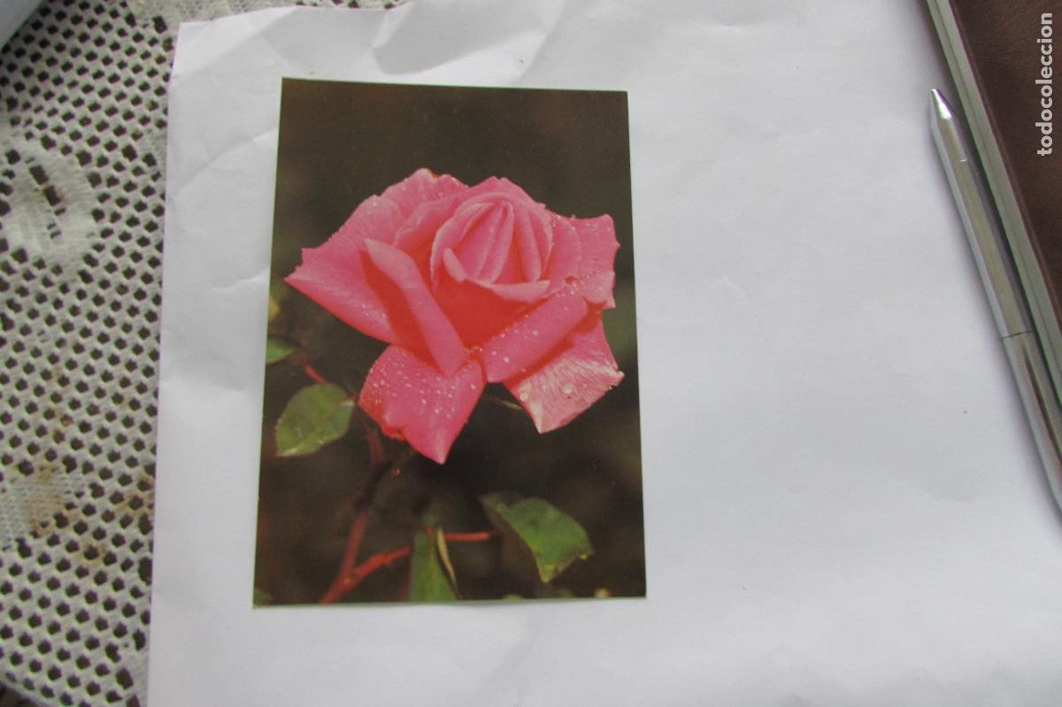 Postales: POSTAL ROSA BV P-20289-3 PRINTED IN SPAIN ESCRITA