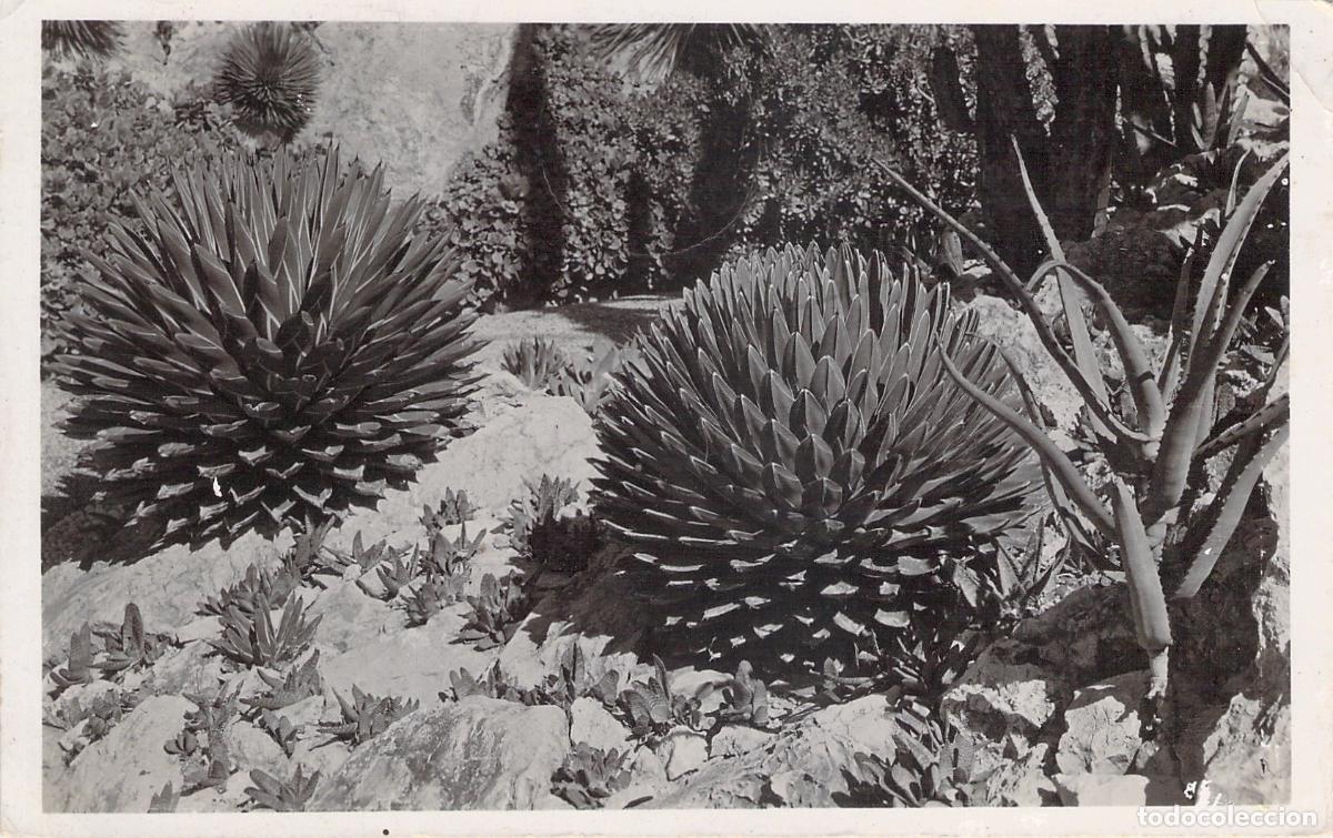 Cartes Postales: Postal del Jard&iacute;n Ex&oacute;tico de M&oacute;naco con Agaves Victoria Reginae