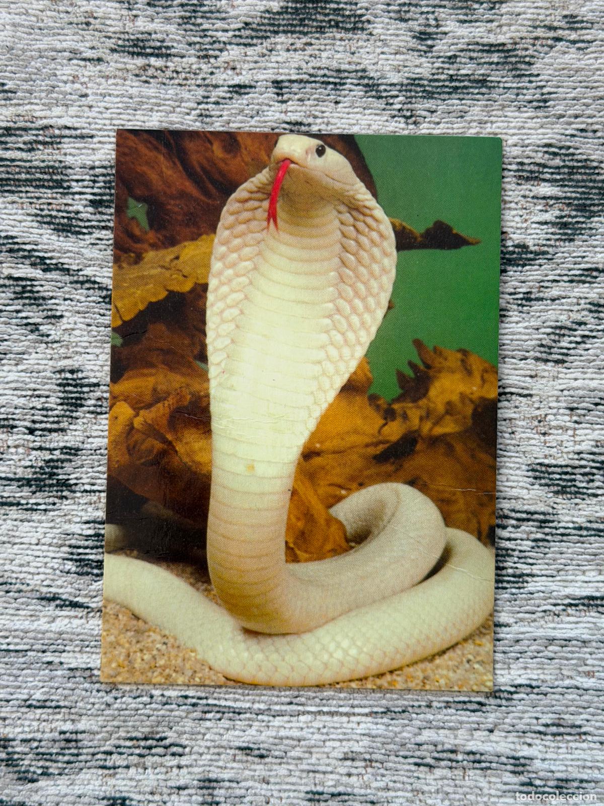 Cartes Postales: POSTAL LA FAUNE REPTILIENNE COBRA &Agrave; LUNETTE ALBINOS NAJA NAJA KAOUTHIA