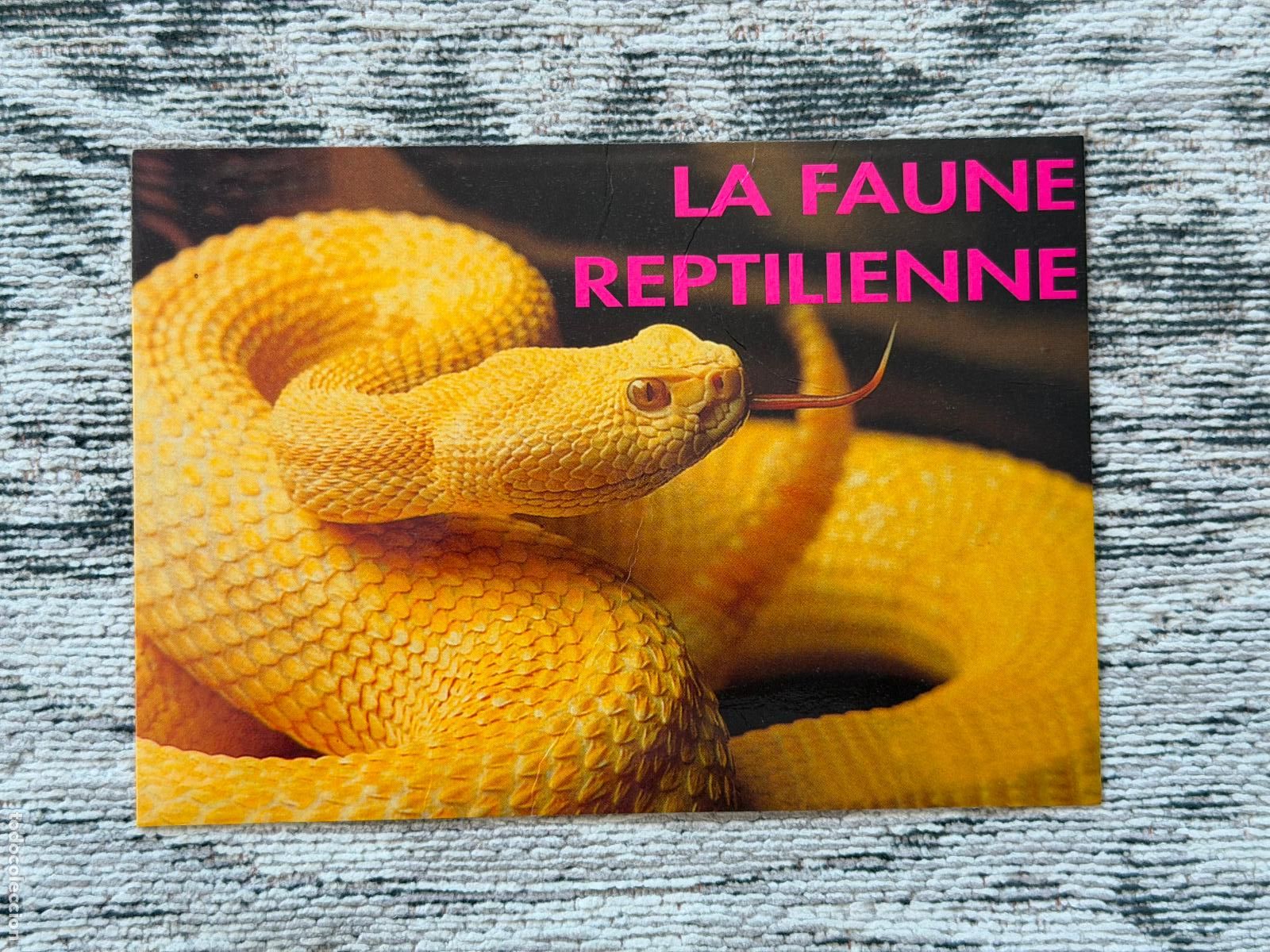 Postales: POSTAL LA FAUNE REPTILIENNE CROTALE ALBINOS - Foto 3
