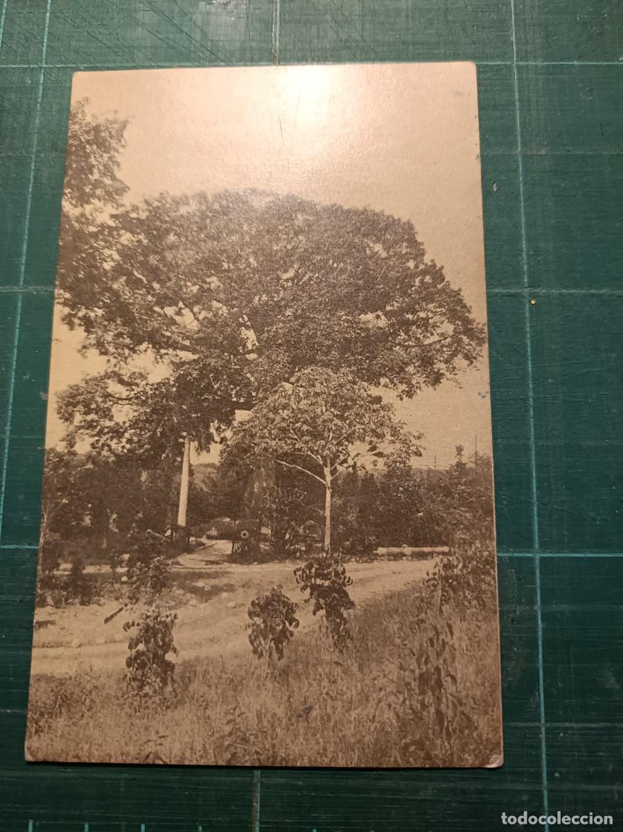 Postales: POSTAL CUBA ARBOL DE LA RENDICI&Oacute;N - Foto 1