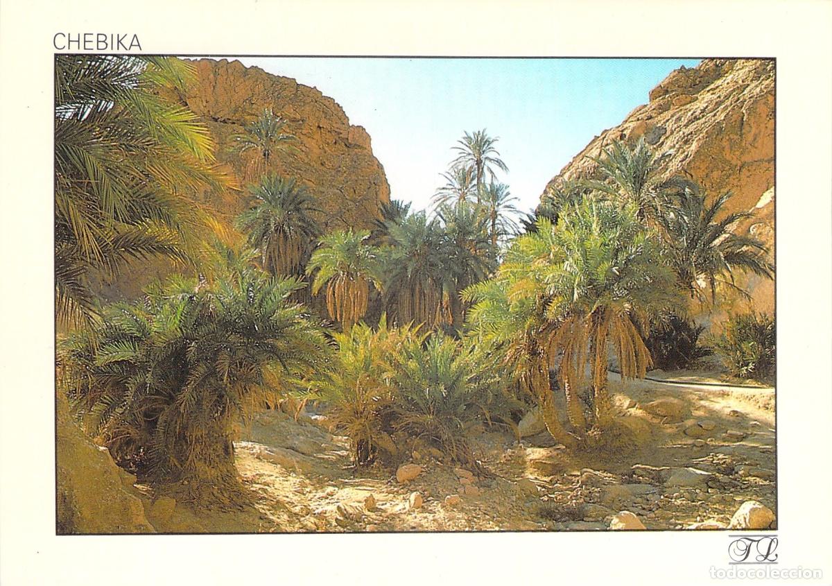 Postais: Postal de Chebika Oasis de Monta&ntilde;a Palmeras en T&uacute;nez