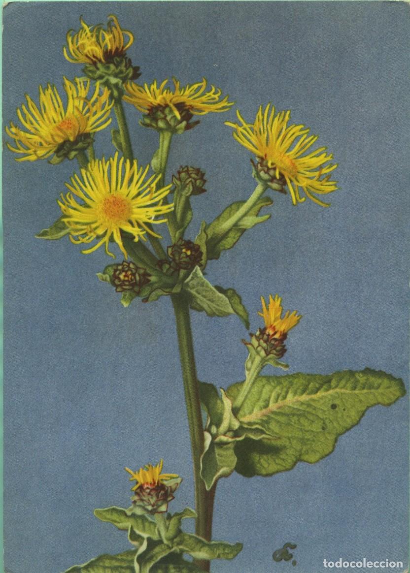 Postales: &rdquo;Inula helenium&rdquo;. Un componente clave del expectorante a base de hierbas Eupatal. Sin circular. - Foto 1