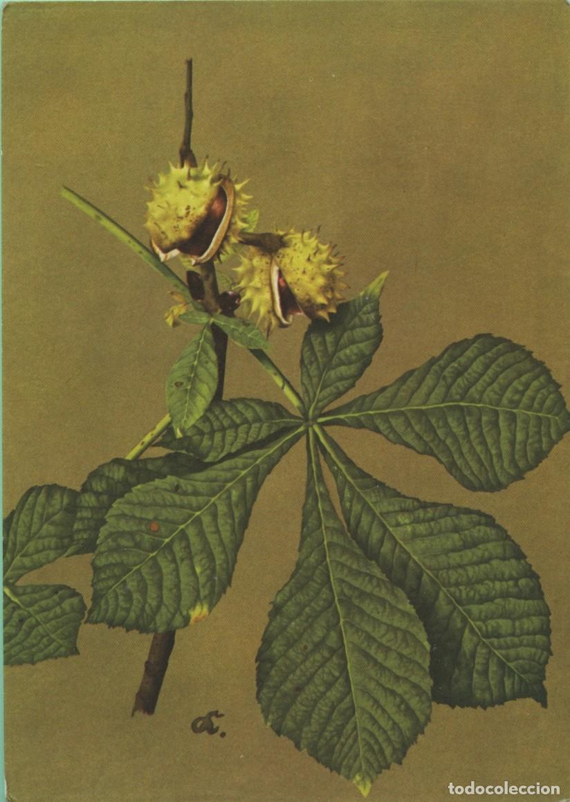 Postales: Aesculus hippoocastanum L. Casta&ntilde;o de Indias. Sin circular