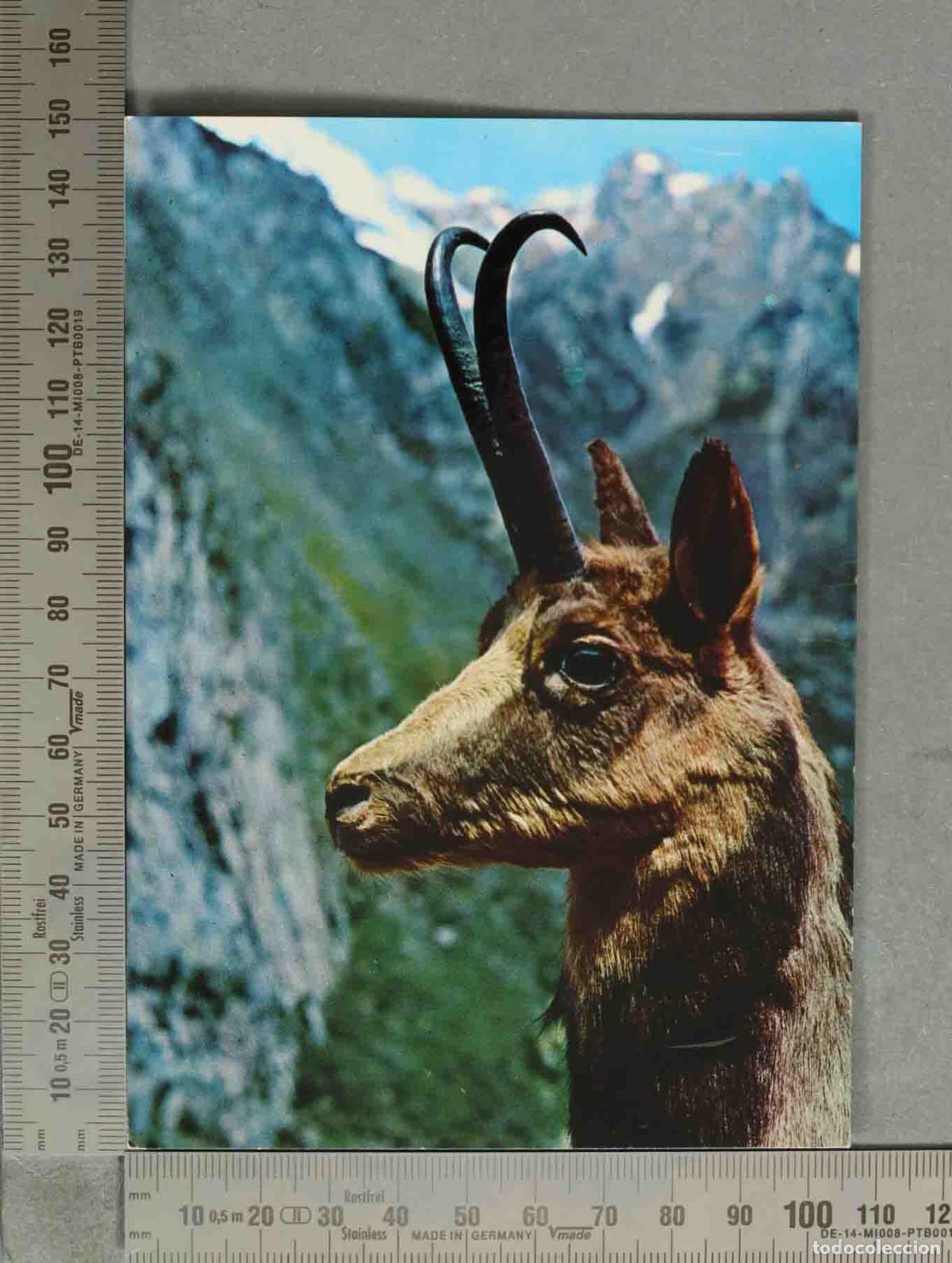 Cartoline: POSTAL. Rebeco - Trofeo Abadias - Benasque - Ediciones Sicilia - Zaragoza