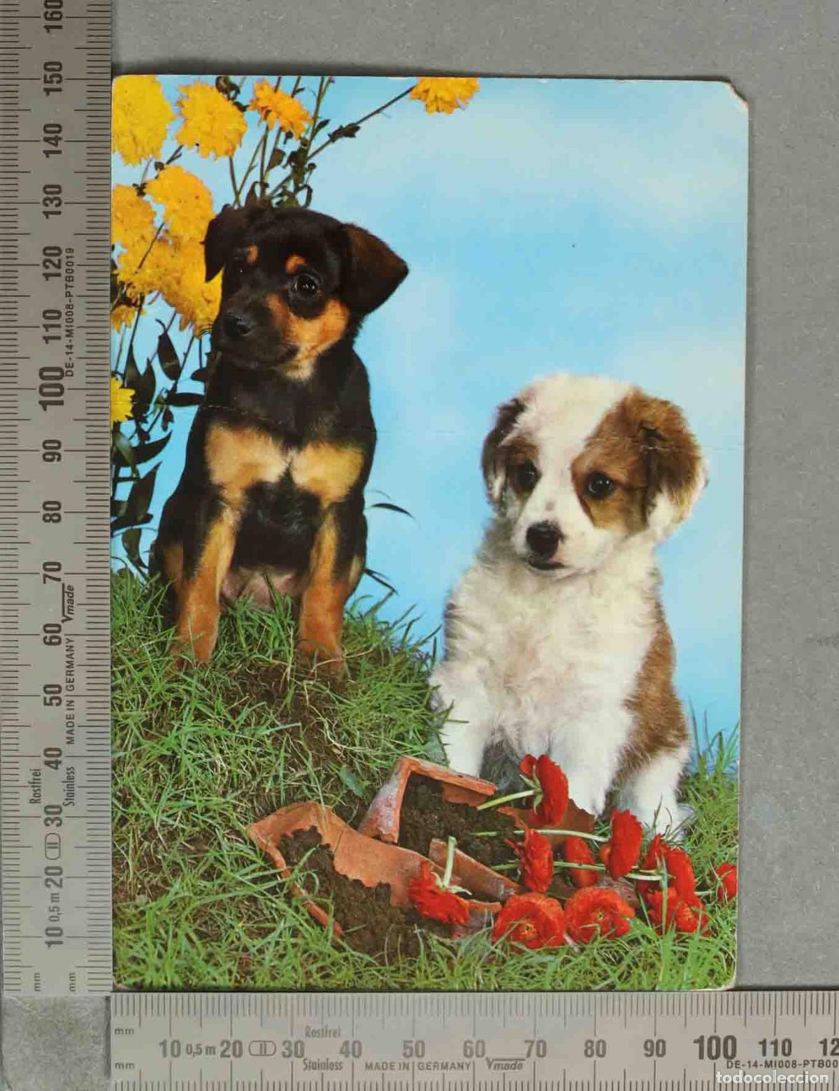 Postales: POSTAL. Dos cachorros con flores - Foto 1