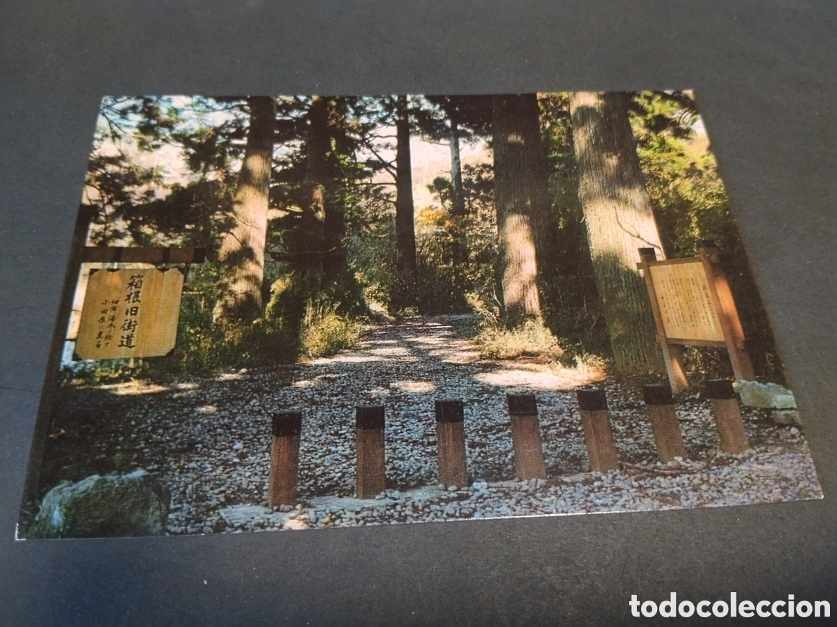 Cartoline: Postal Avenur Of Cedar trees : National Park Hakone.