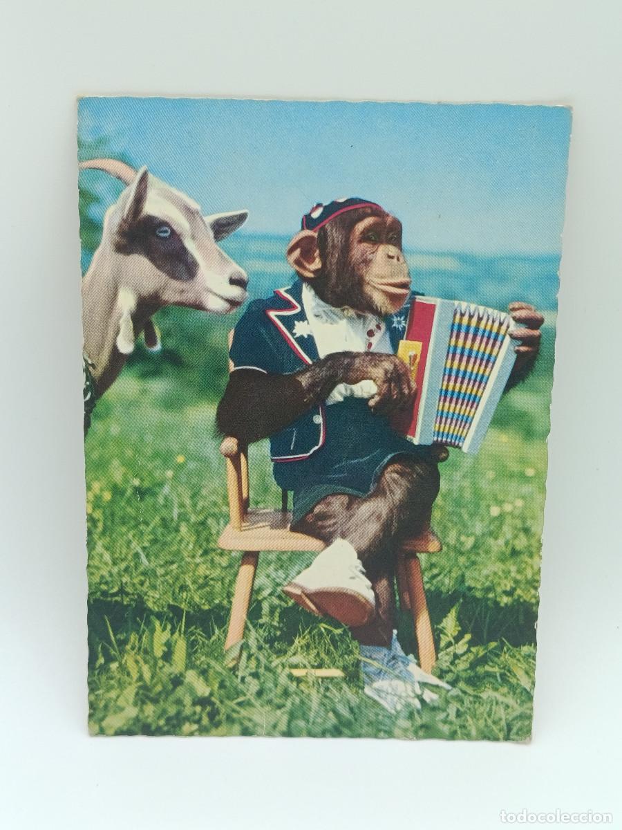 Postcards: FOTOGRAFIA POSTAL ANTIGUA ESCRITA. MONO Y CABRA A&Ntilde;OS 60. PY.