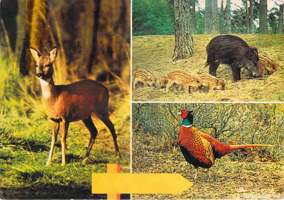 Postcards: Postal con Ilustraciones de Fauna Silvestre: Ciervo, Jabal&iacute; y Fais&aacute;n