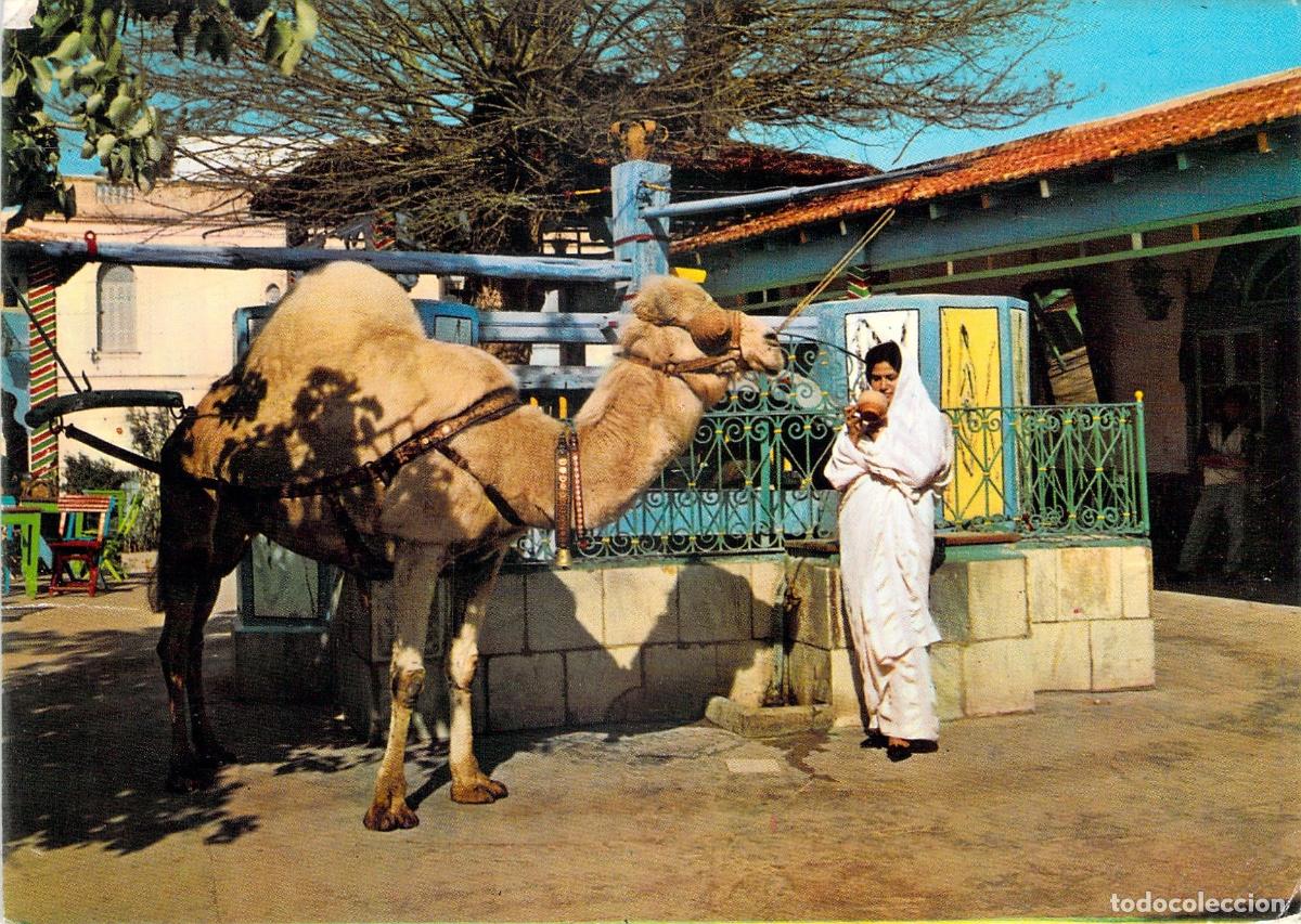 Cartes Postales: Postal de La Marsa T&uacute;nez Caf&eacute; du Saf-Saf con Camello