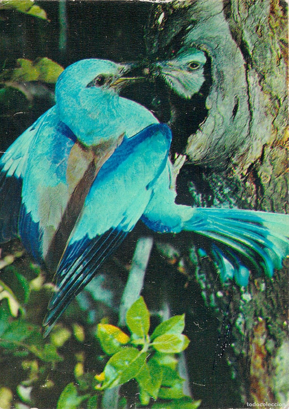 Postales: Postal de P&aacute;jaro Carraca Europea con su Cr&iacute;a - Foto 1