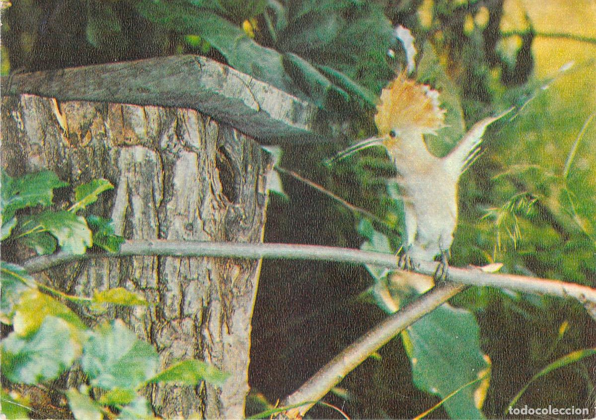 Cartoline: Postal de Colecci&oacute;n con Imagen de Abubilla en la Naturaleza
