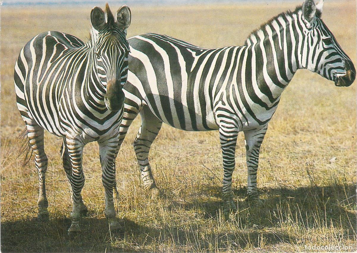 Cartoline: Postal con Fotograf&iacute;a de Dos Cebras en la Sabana