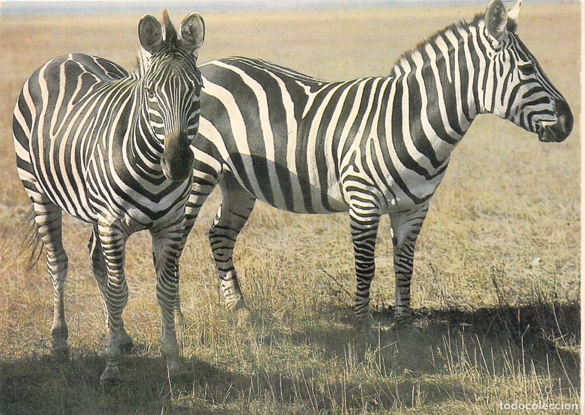 Postales: Postal de Dos Cebras en la Sabana Africana - Foto 1