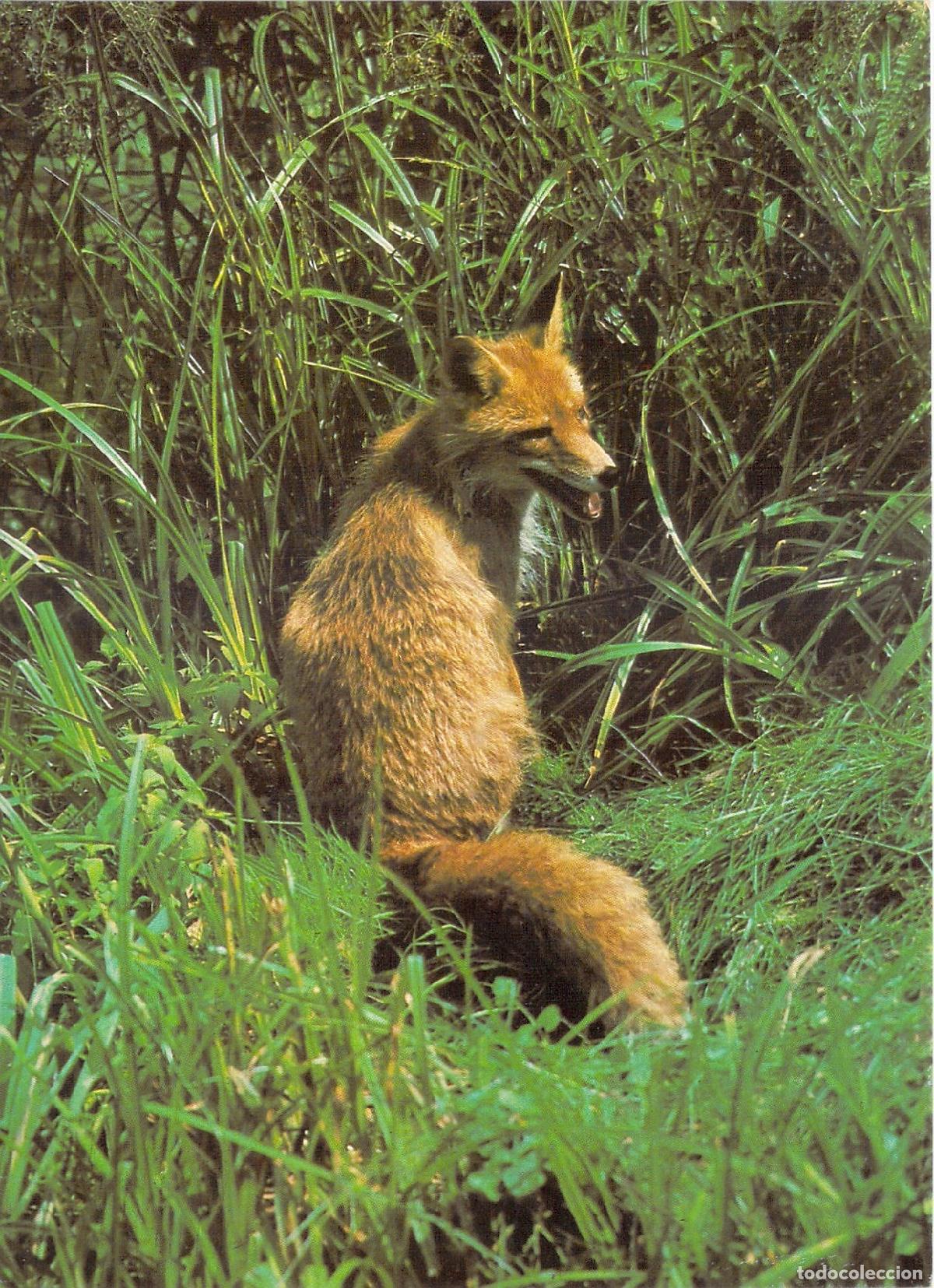 Postales: Postal de Colecci&oacute;n Zorro Rojo en el Bosque - Foto 1