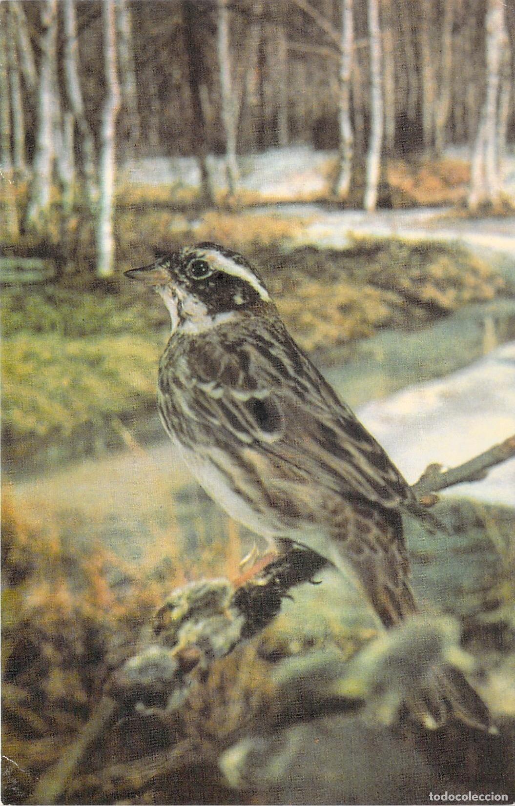 Postales: Postal del P&aacute;jaro Escribano R&uacute;stico en Bosque Ruso - Foto 1