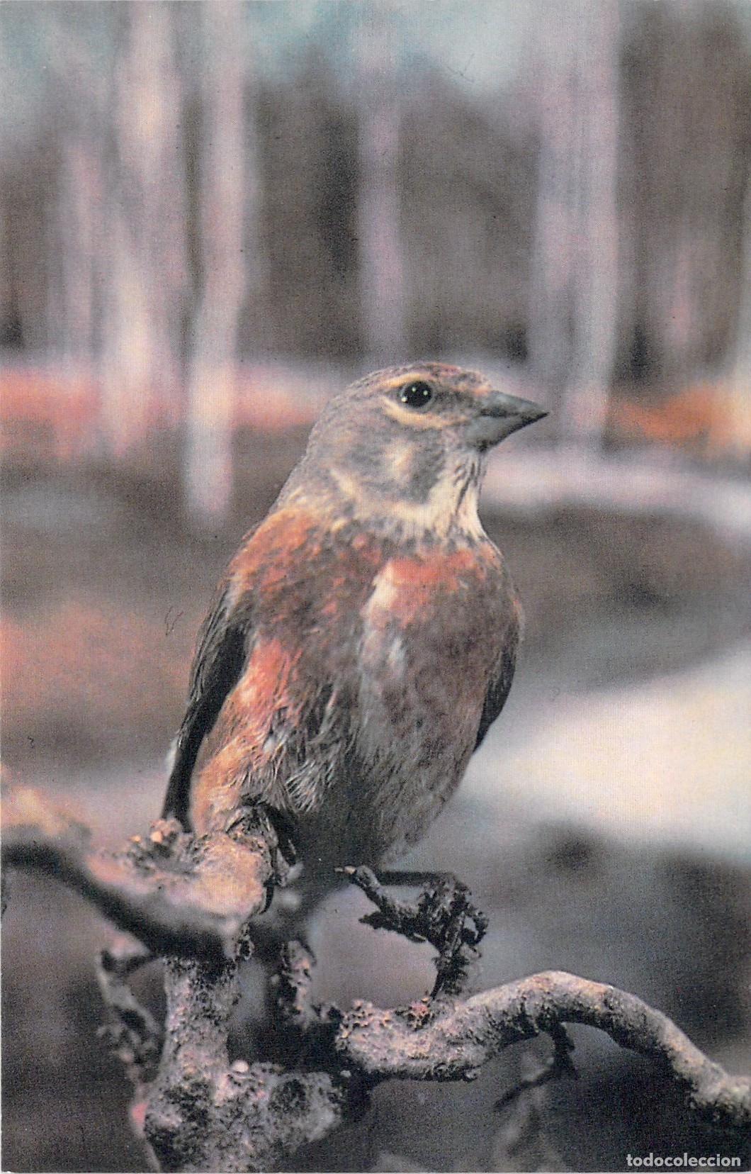 Postkarten: Postal de P&aacute;jaro Pardillo Com&uacute;n, Fotograf&iacute;a de G. Smirnov