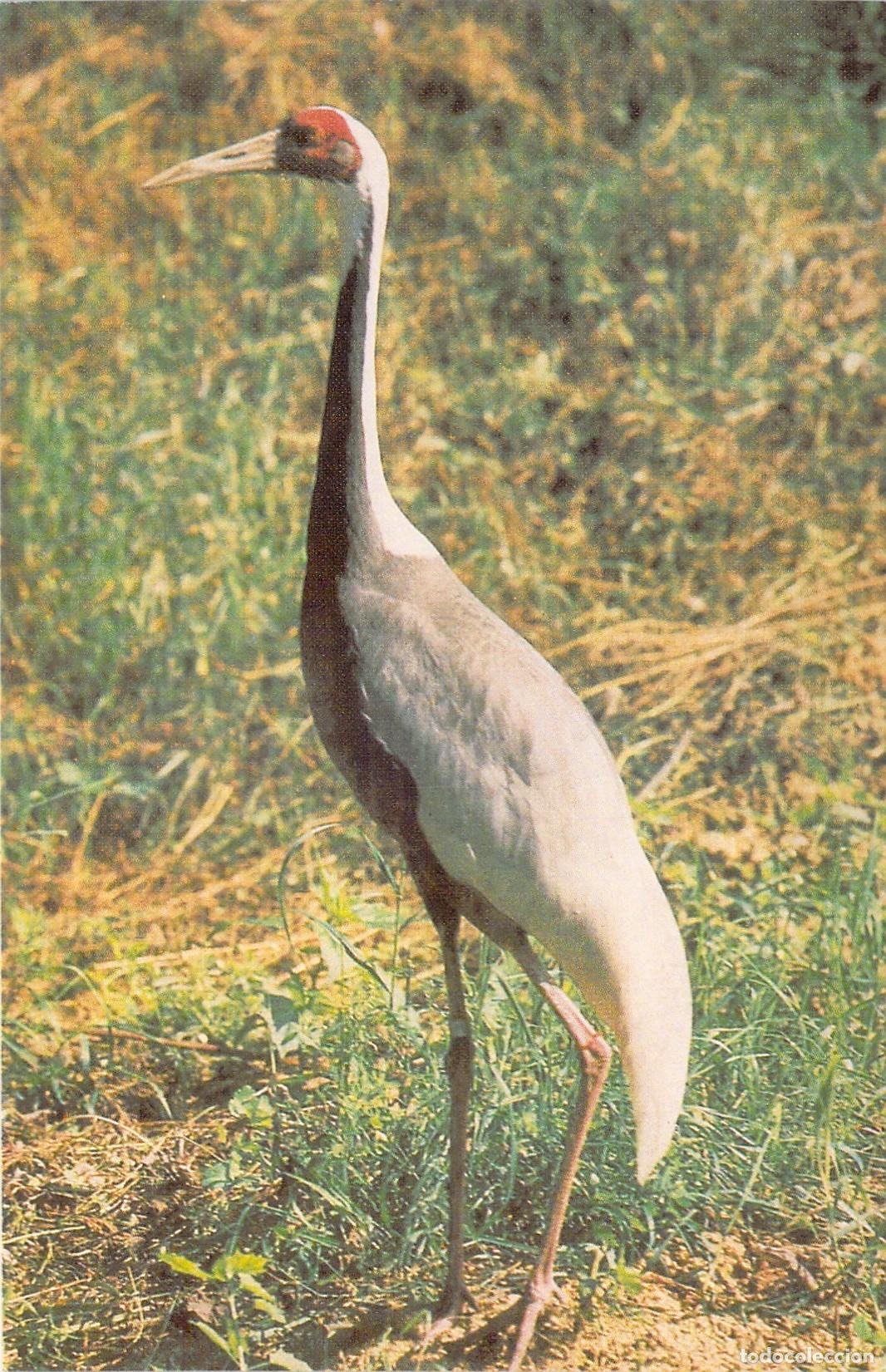 Postkarten: Postal de Grulla Cuelliblanca Ave de la Fauna Sovi&eacute;tica