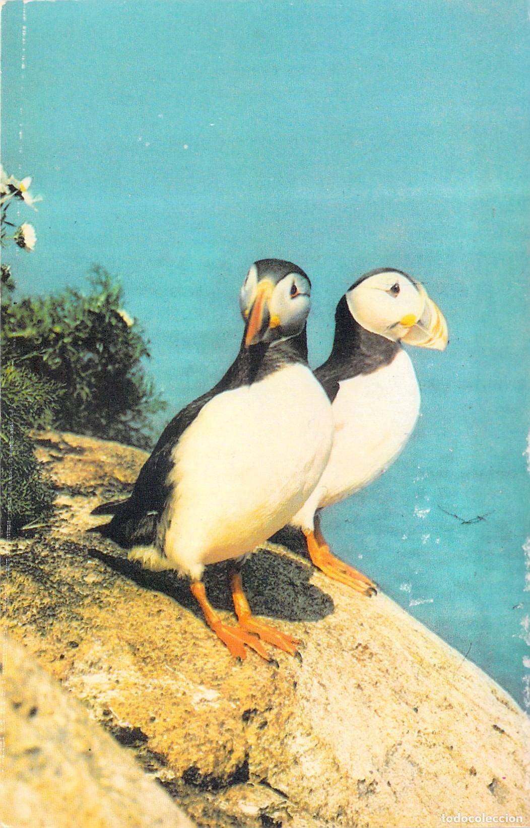 Postkarten: Postal de Colecci&oacute;n con Foto de Frailecillos Marinos