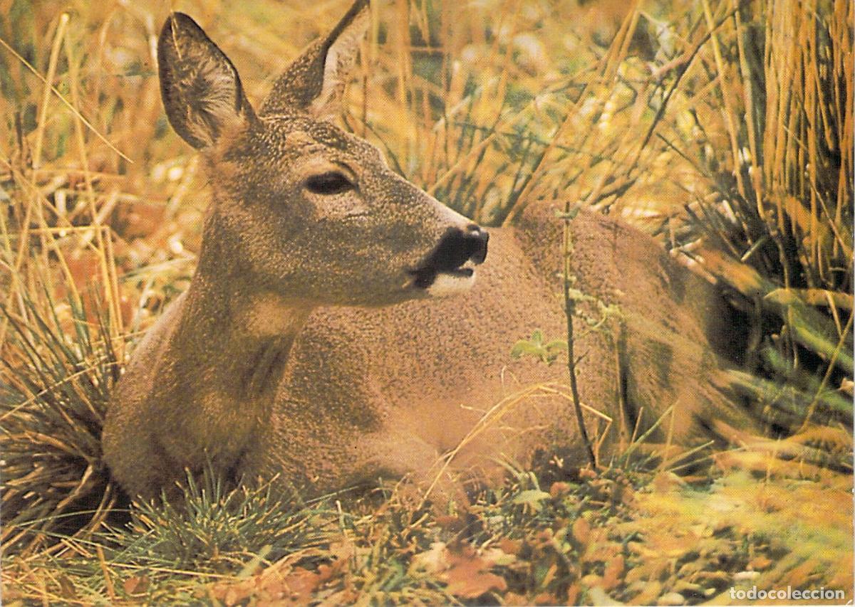 Postkarten: Postal de Corzo en su H&aacute;bitat - Foto de V. Kienko