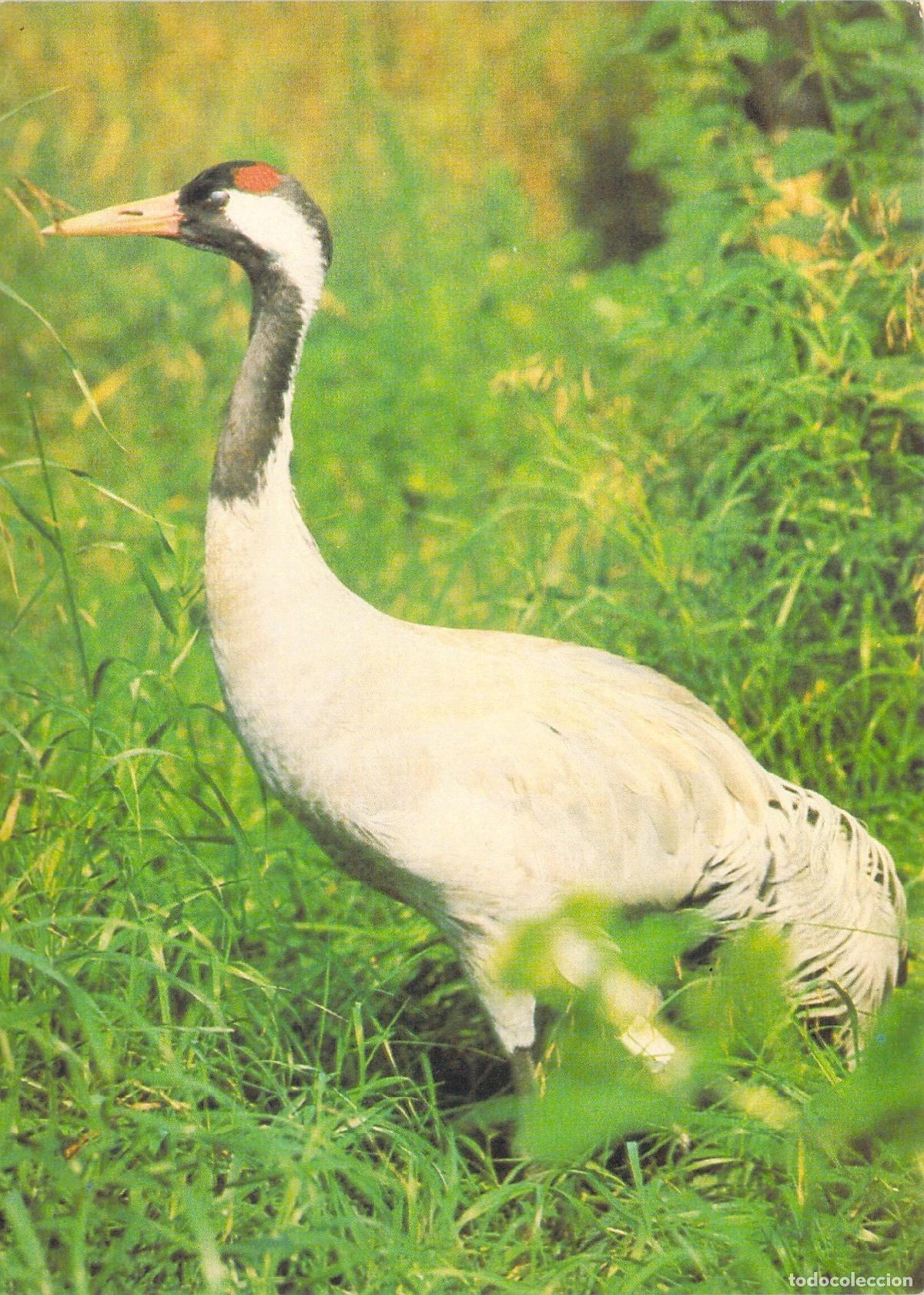 Postales: Postal de Grulla Com&uacute;n de la Uni&oacute;n Sovi&eacute;tica - Foto 1