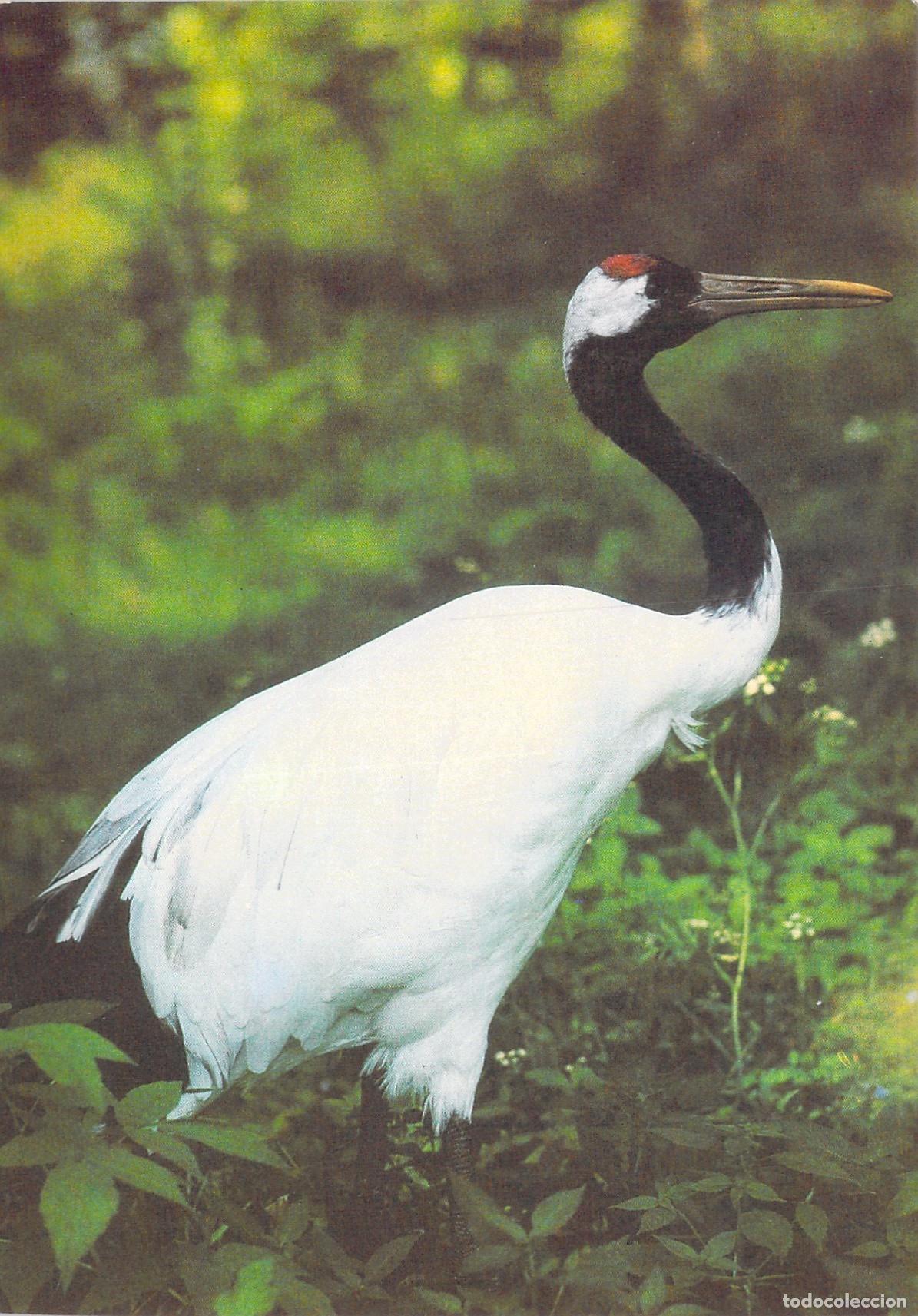 Postkarten: Postal de Grulla Japonesa, Fotograf&iacute;a de G. Smirnov