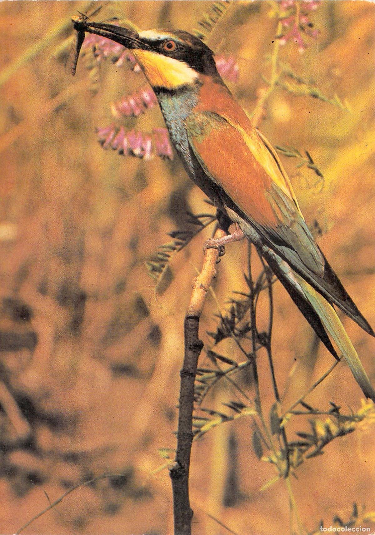 Postkarten: Postal de Abejaruco Europeo P&aacute;jaro con Insecto Fotograf&iacute;a