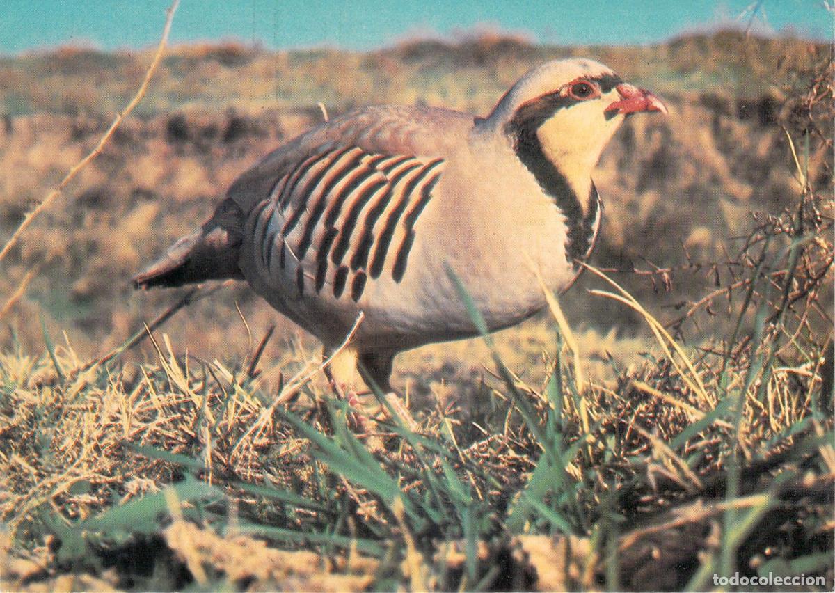 Postales: Postal de Ave Perdiz Chukar Keklik de la URSS - Foto 1
