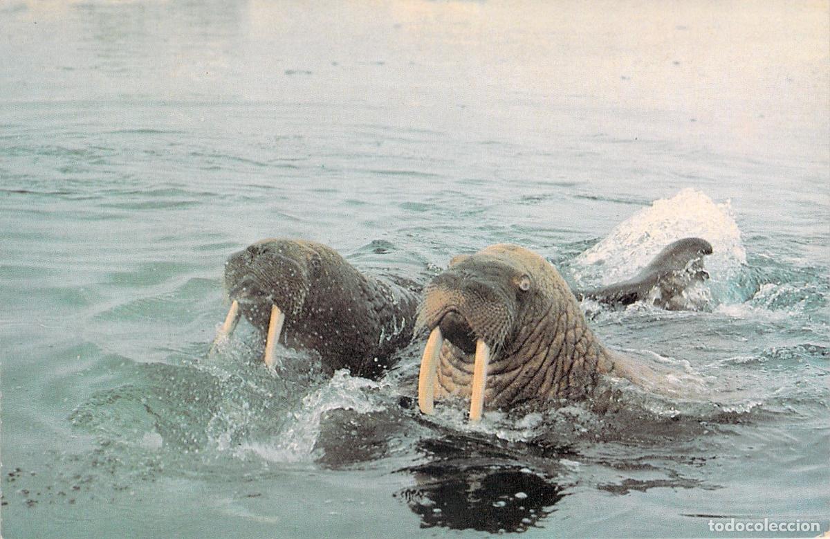 Postkarten: Postal con Dos Morsas Nadando en el Agua Fauna Marina