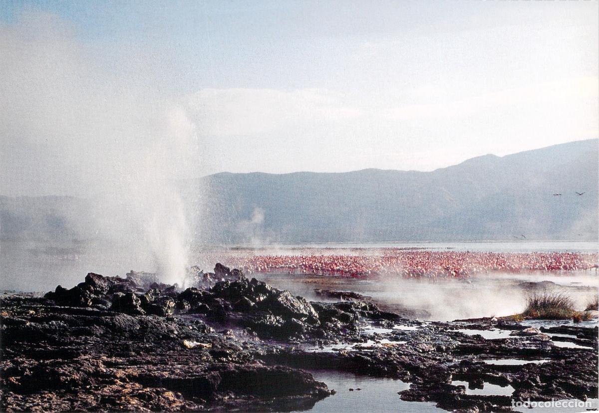 Postales: Postal de Flamencos y G&eacute;iseres en el Lago Bogoria, Kenia