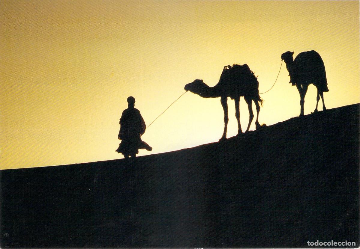 Postales: Postal Caravana de Camellos en el Desierto del S&aacute;hara Argelia